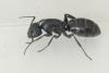 Camponotus vagus
